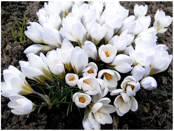Весняні цибулинні квіти: популярні сорти з короткою характеристикою