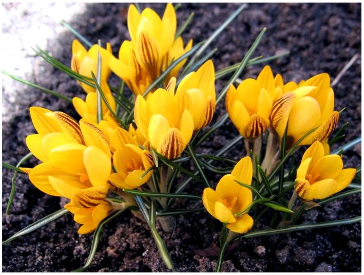 Весняні цибулинні квіти: популярні сорти з короткою характеристикою