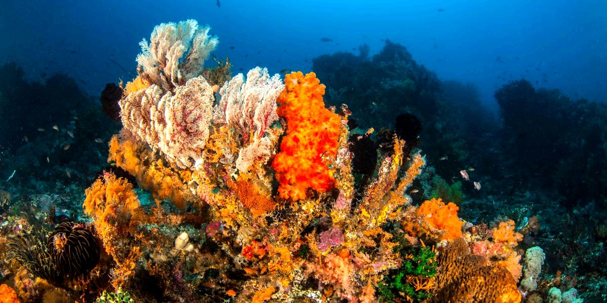 Unlock Egypt's Most Captivating Red Sea Underwater Adventures